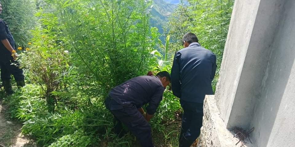 अवैध रुपमा लगाइएको गाँजा फँडानी