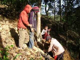 माघे संक्रान्तिलाई जंगलमा बन तरुल खोज्दै स्थानीय  